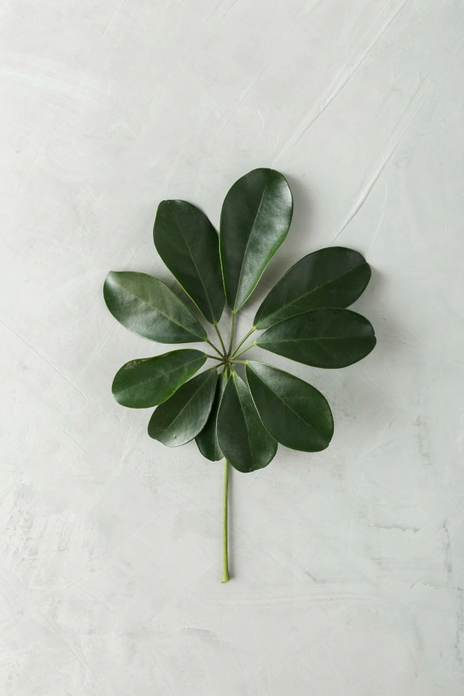 Teknik fotografi menggunakan soft light memberikan transisi halus pada bayangan objek.